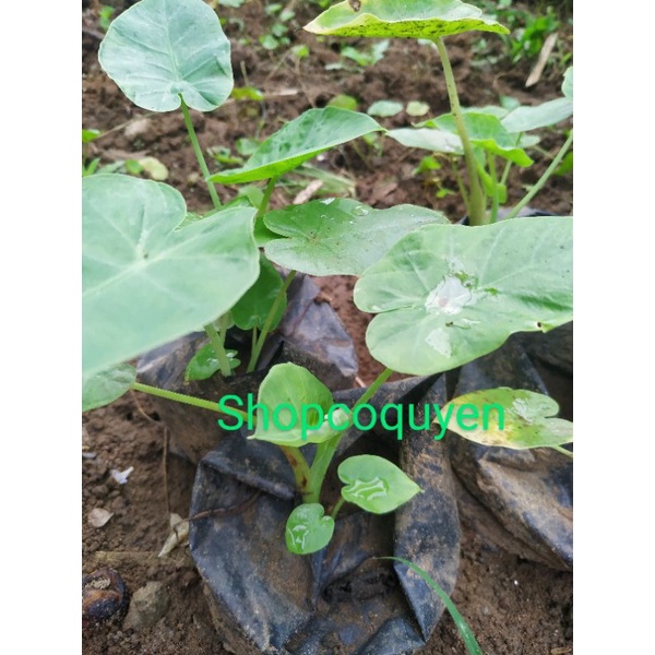 Bạc hà nấu canh chua cây con