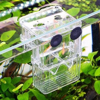 Hộp ấp trứng cá bằng acrylic tiện dụng cho bể cá cảnh