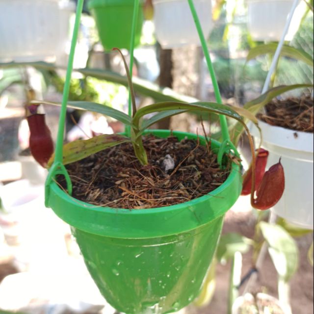 Cây nắp ấm size nhỏ