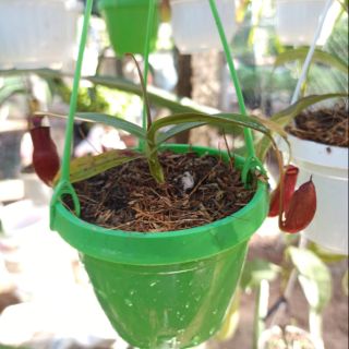 Cây nắp ấm size nhỏ