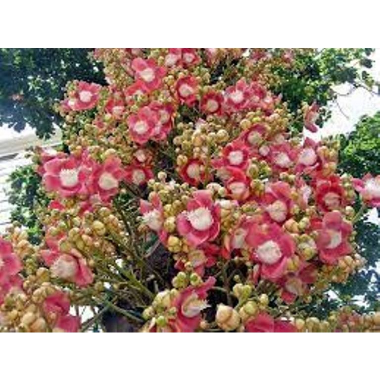 Cây giống tha la