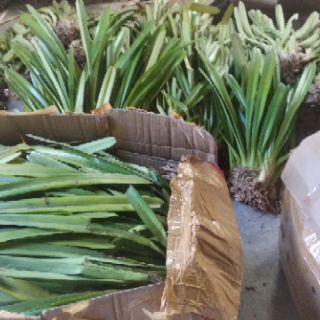 Hoa Lan Kiếm Tiên Vũ