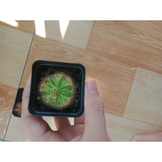 Cây gọng vó bur giant