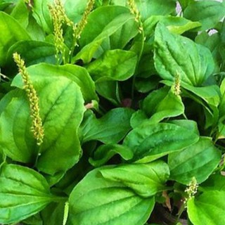 Hạt Giống Rau Mã Đề, Rau Ăn Lá, Rau Gia Vị (gói 2Gr)