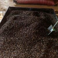 CAFE BỘT NGUYÊN CHẤT ROBUSTA MIKA 5KG