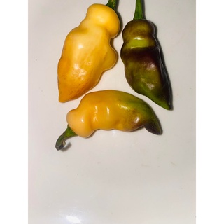 cây ớt Peach gum tiger, cay thơm