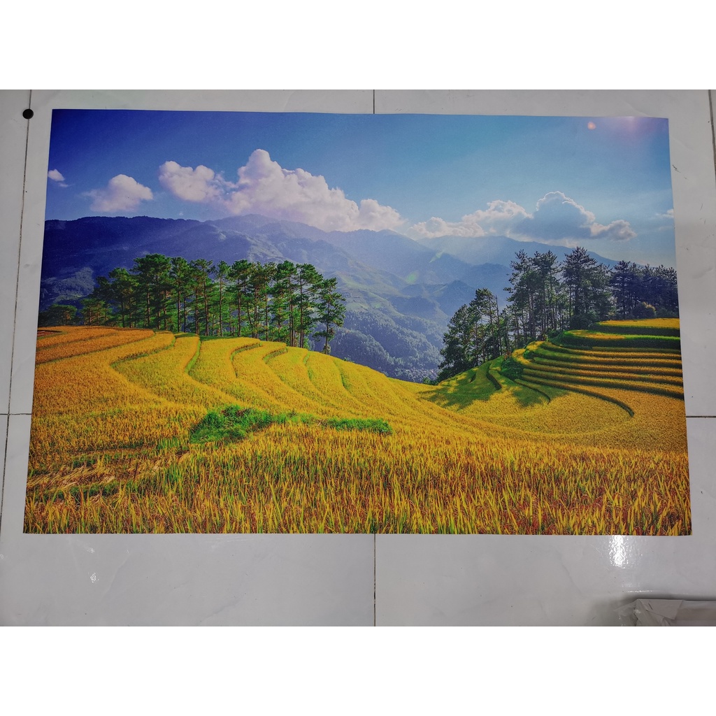 Tranh dán tường thiên nhiên ruộng bậc thang Mù Căng Chải HUD1691 kim sa