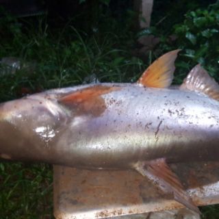 TINH MÙI CÂU CÁ HƯƠNG SẦU RIÊNG