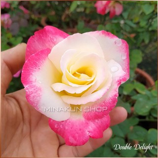 Hoa hồng ngoại Double Delight siêu đẹp MinaKun Shop