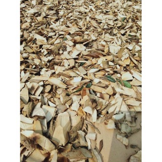 cây muồng truỗng ( ưng bất bạc)