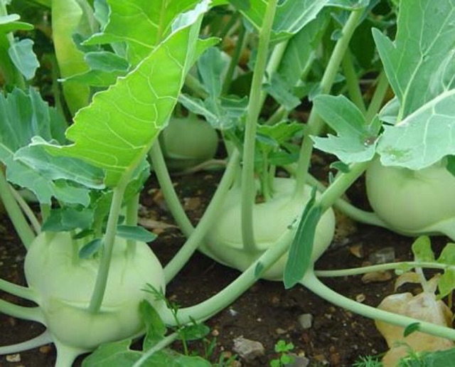 HẠT GIỐNG SU HÀO F1 EMERALD