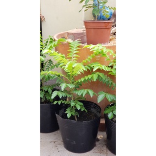 Curry Leaves Plant - Cây lá cà ri