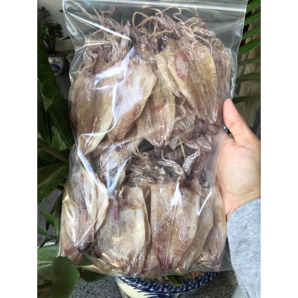 Combo 12 con mực câu vân đồn