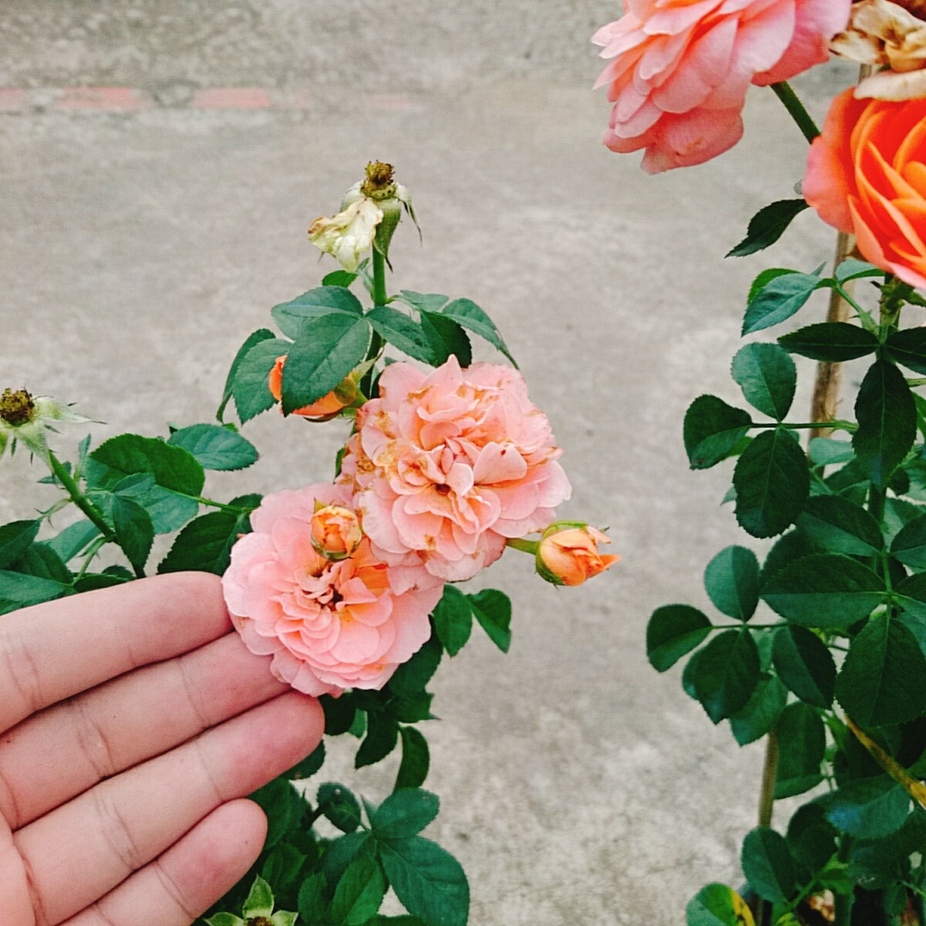 Hoa hồng Tezza màu cam cá hồi, kích thước, cây có nụ hoa