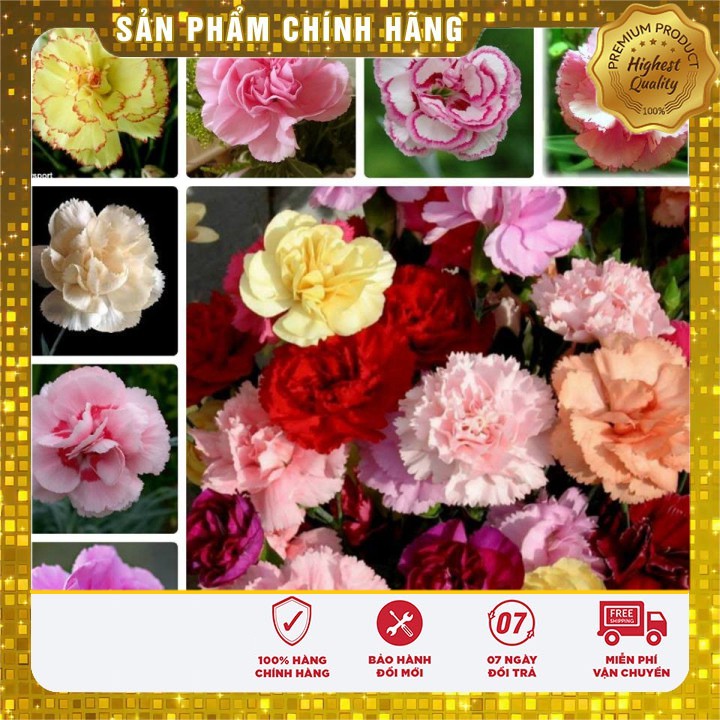 Hạt giống hoa Cẩm Chướng kép lùn Mix