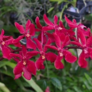 Hoa lan Denro Renred đỏ