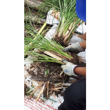 Cỏ Vetiver rễ trần