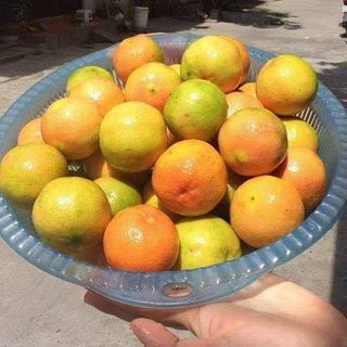 Cây Chanh Đào (cho trái siêu sớm- chuẩn giống)