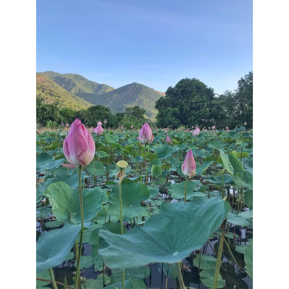 Trà Hoa SEn - Lotus Tea