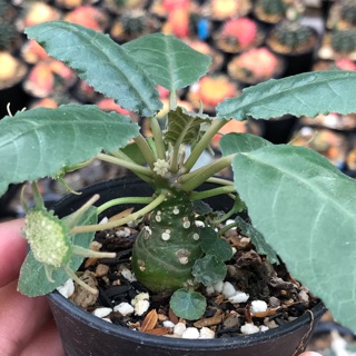 Cây hoa mặt trời thân củ