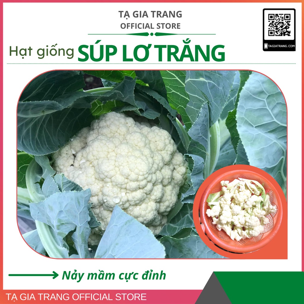 Hạt giống súp lơ trắng (bông cải trắng) - Gói 0.5g