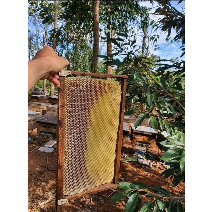 [Bao đổi trả] Mật ong hoa bạc hà 100% tự nhiên - Nông sản sạch Tây Nguyên - Cam kết mật ong nguyên chất