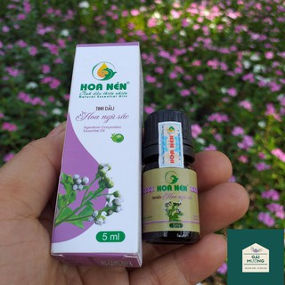 Tinh dầu nguyên chất hoa Ngũ Sắc hỗ trợ chữa viêm xoang, hết nghẹt mũi, viêm mũi,...tại Bình Dương