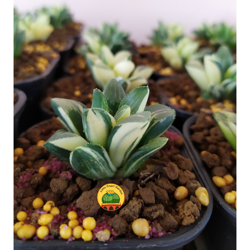 Sen đá kim cương Guốc Var | Haworthia Retusa Varigated | Haworthia Guốc Var