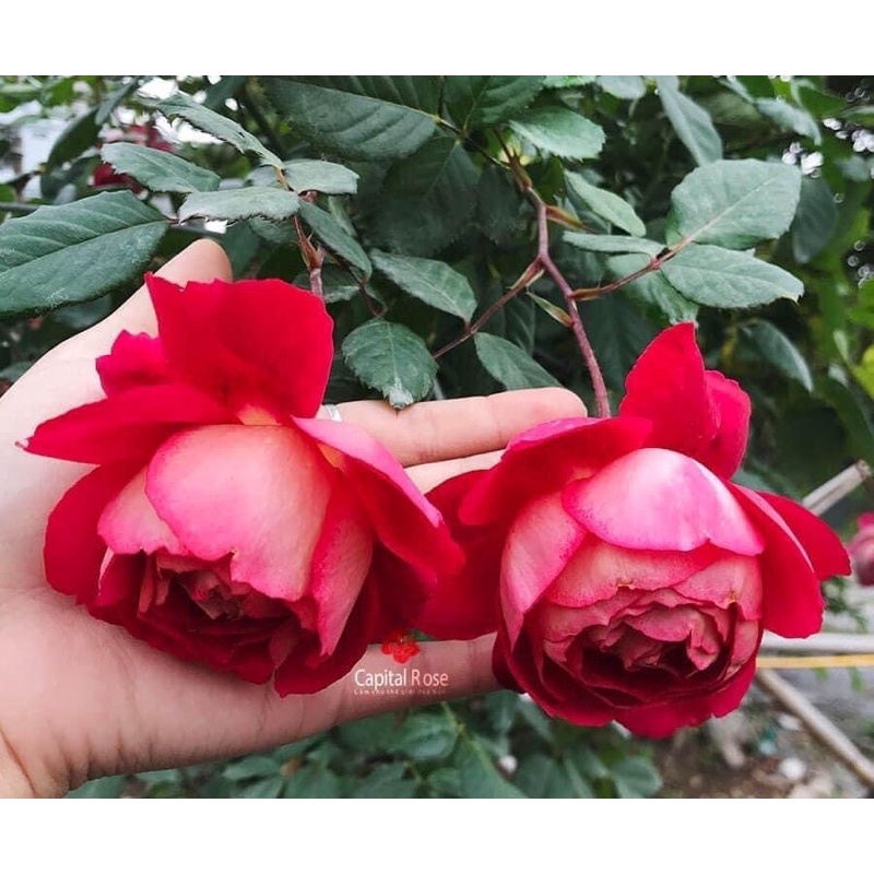 Hoa hồng ngoại Docteurs Massad Rose  - hoa to