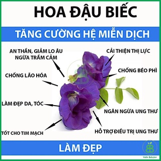 Hạt giống hoa đậu biếc cánh kép giống mới gói 20 hạt