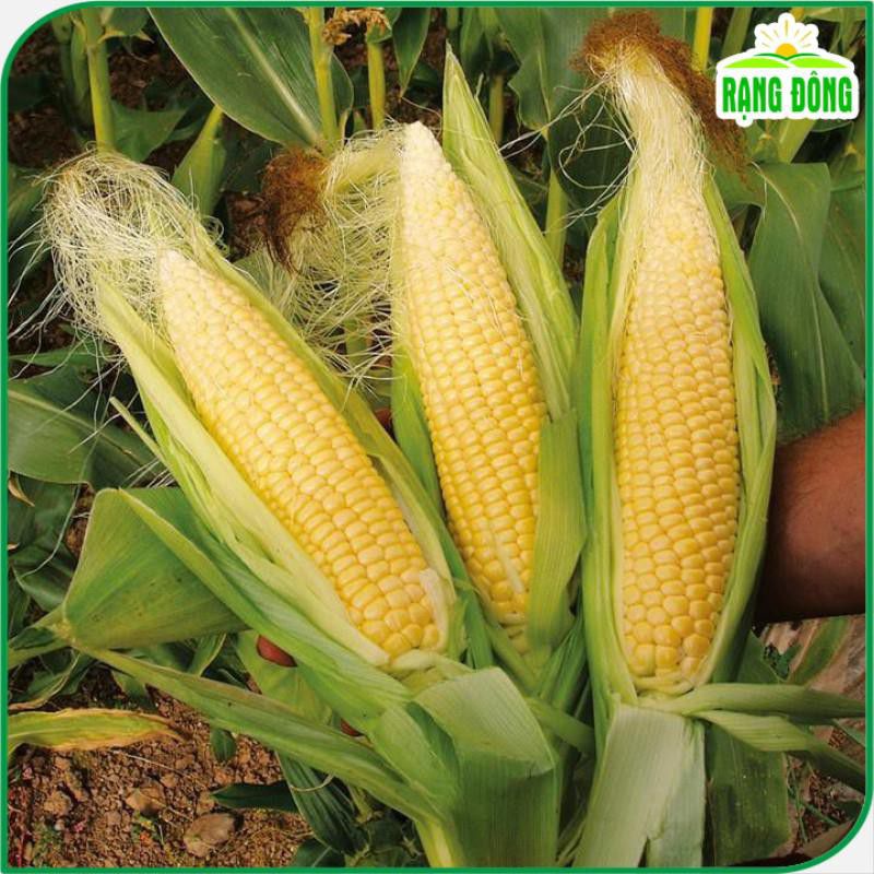 Hạt giống Bắp Ngọt  sinh trưởng mạnh, dễ chăm sóc
