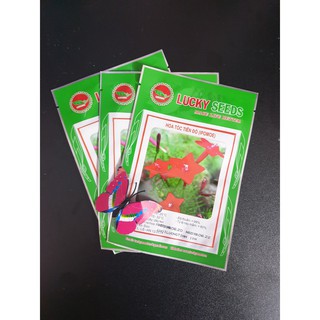 Hạt giống hoa tóc tiên đỏ