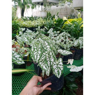 Cây môn đốm trắng cao 15-25cm (có hỏa tốc)