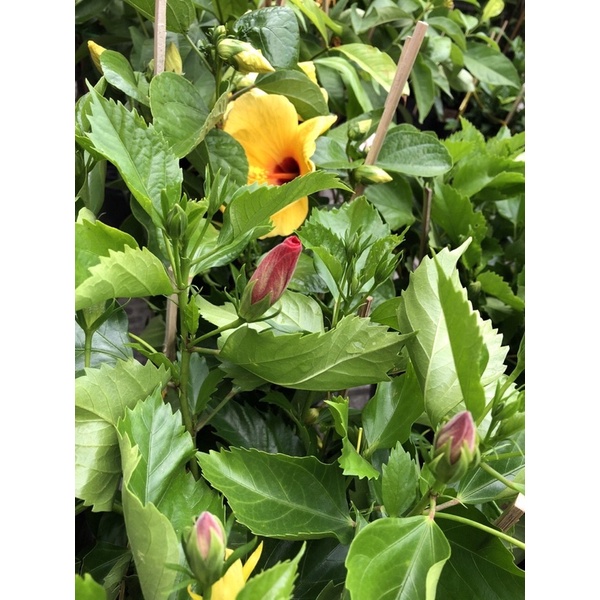 Cây hoa Dâm Bụt Thái cao tầm 40cm nhiều màu