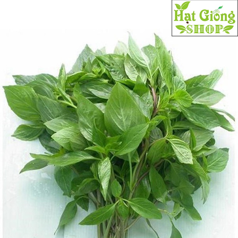 Hạt giống rau húng quế-Rau húng chó