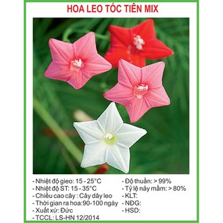 Hạt giống hoa leo tóc tiên mix 10 hạt/ gói