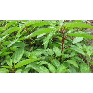 Hạt Giống Rau Đay Đỏ Dễ Trồng, Nhiều Dinh Dưỡng