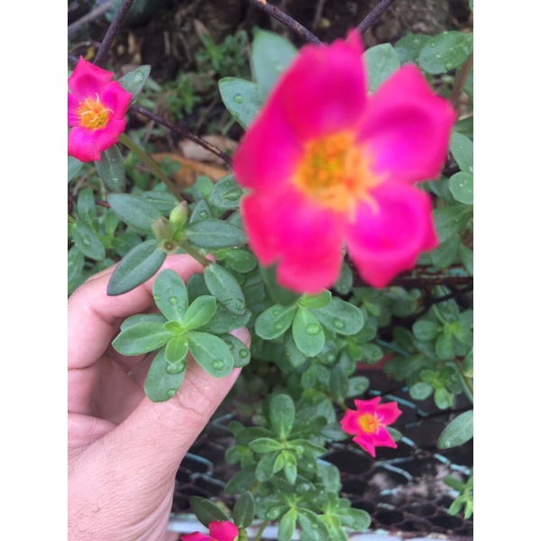 10 cành Hoa Sam Nhật  mix màu