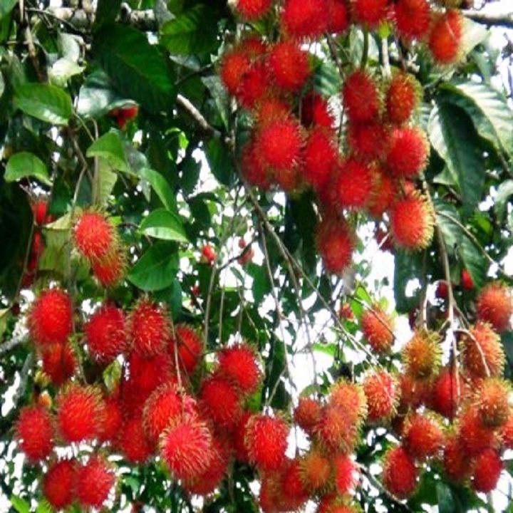 CÂY GIỐNG CHÔM CHÔM NHÃN SIÊU NGON SIÊU QUẢ + Tặng 02 cây nhót ngọt