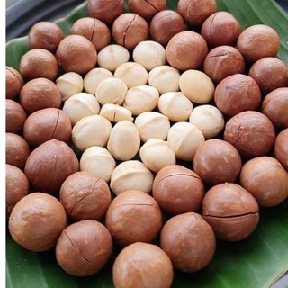 100g Hạt Macca Organic Sạch Dak Lak nhà trồng size A (hạt mắc ca) HP healthy Tặng đồ khui
