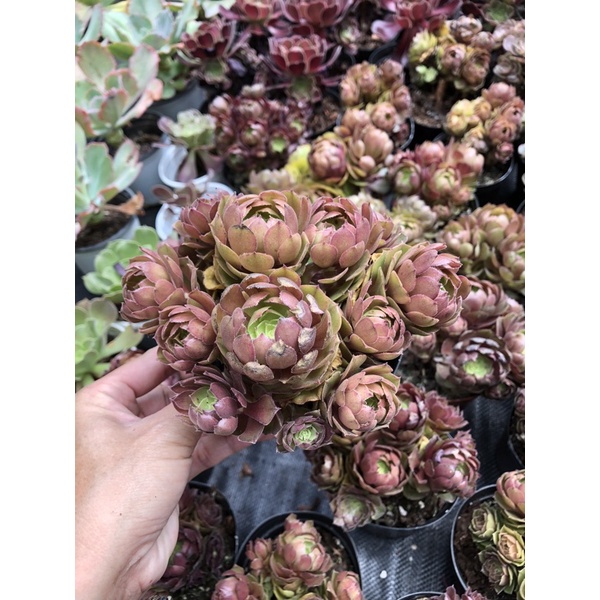 Sen đá Aeonium đủ loại