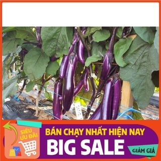 [ Hạt Giống Xanh ] 0.5gr - Hạt giống cà tím quả dài Đài Loan