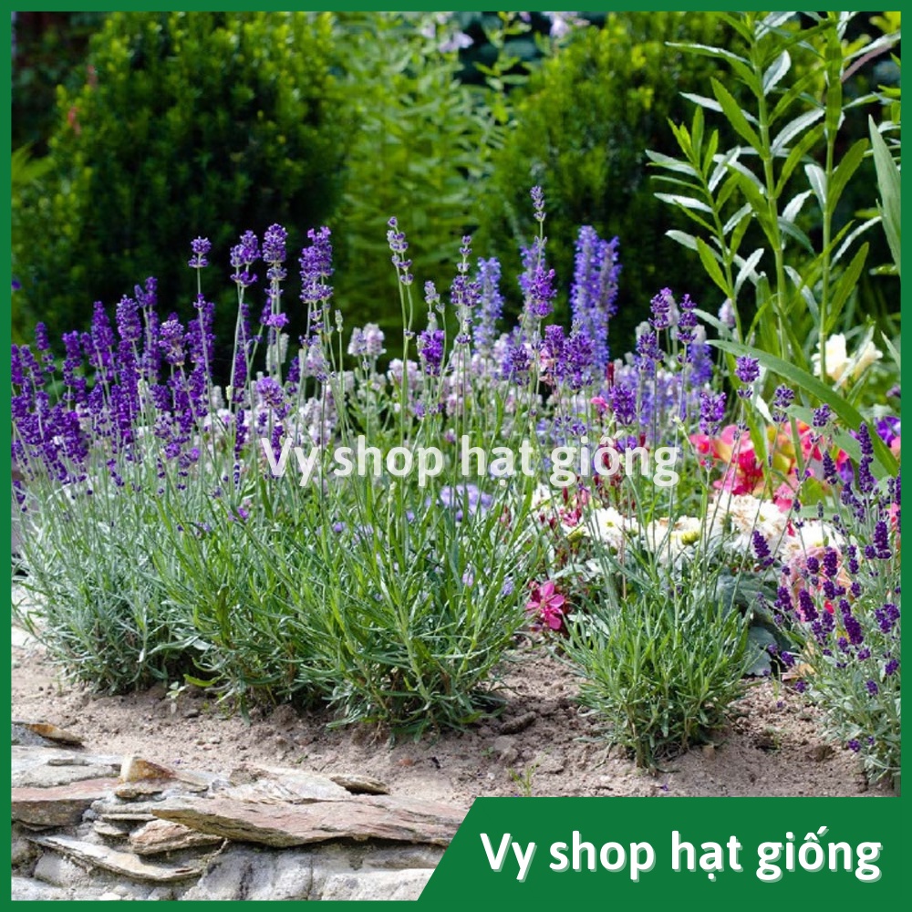 Hạt giống hoa oải hương - Vera Lavender Thái Lan gói 500 hạt