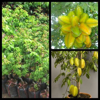 Cây Khế Ngọt Trồng Chậu