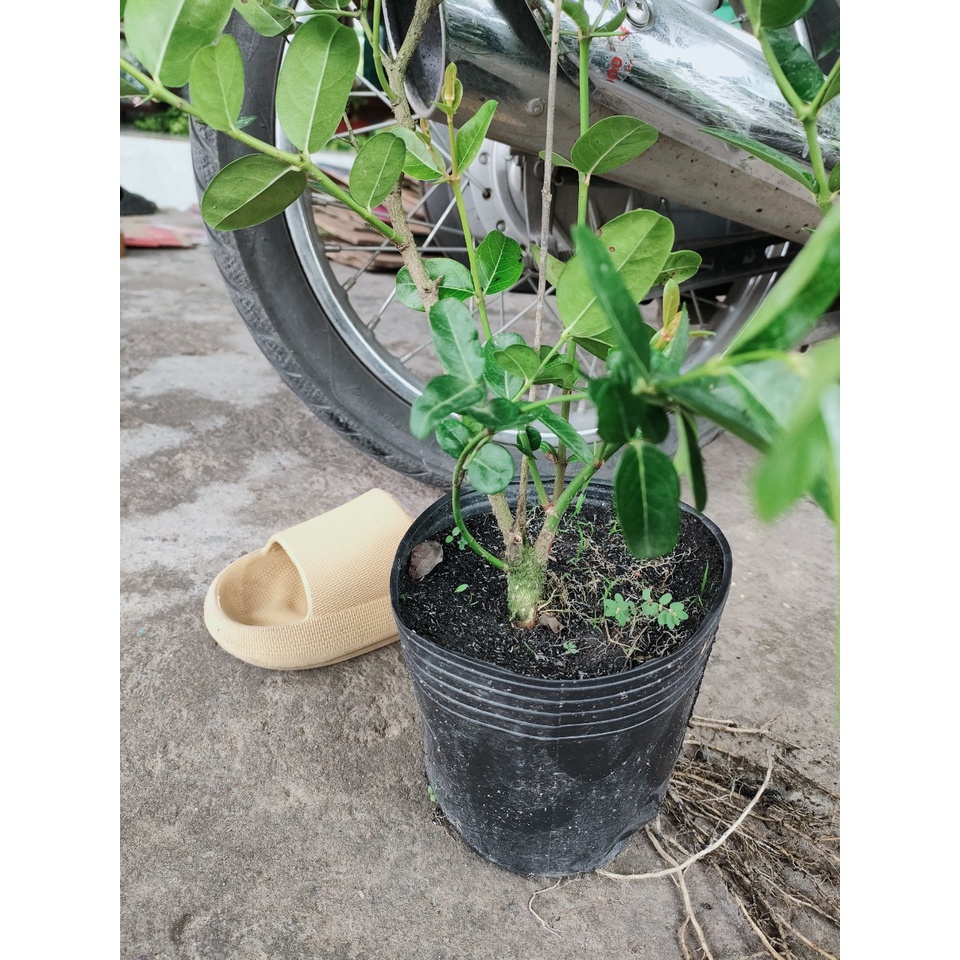 Cây siro lỡ giá 45k. Trồng làm kiểng. Trái rất đẹp