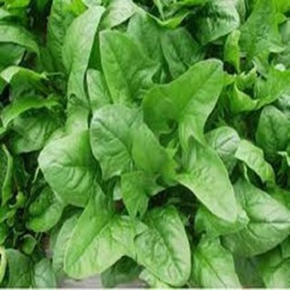 Hạt giống cải bó xôi