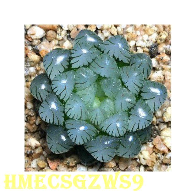 Hạt giống xương rồng tai thỏ mini siêu giống hồng ngọc tỷ lệ nảy mầm 90% 50h