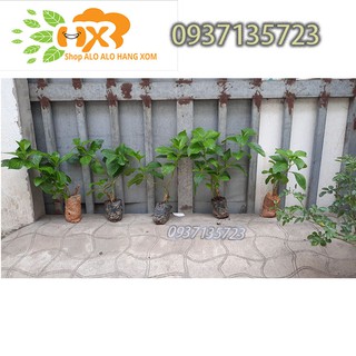 combo 5 cây cẩm tú cầu giống