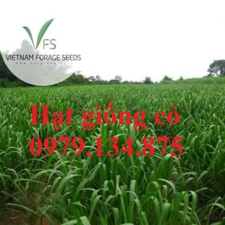 0.5kg Hạt Giống Cỏ Ghine Mombasa cho chăn nuôi