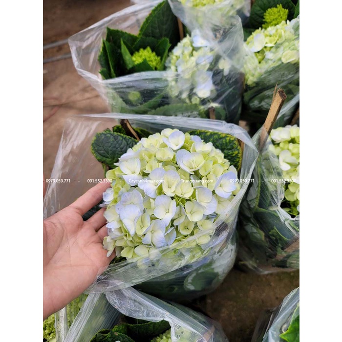Cẩm tú cầu hàng miền Bắc